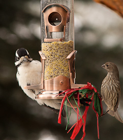 Birds at a feeder